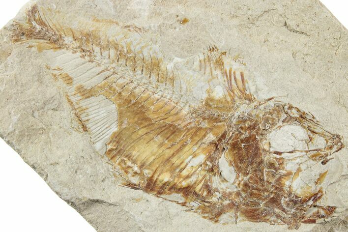 Cretaceous Fossil Fish (Armigatus) - Lebanon #238340